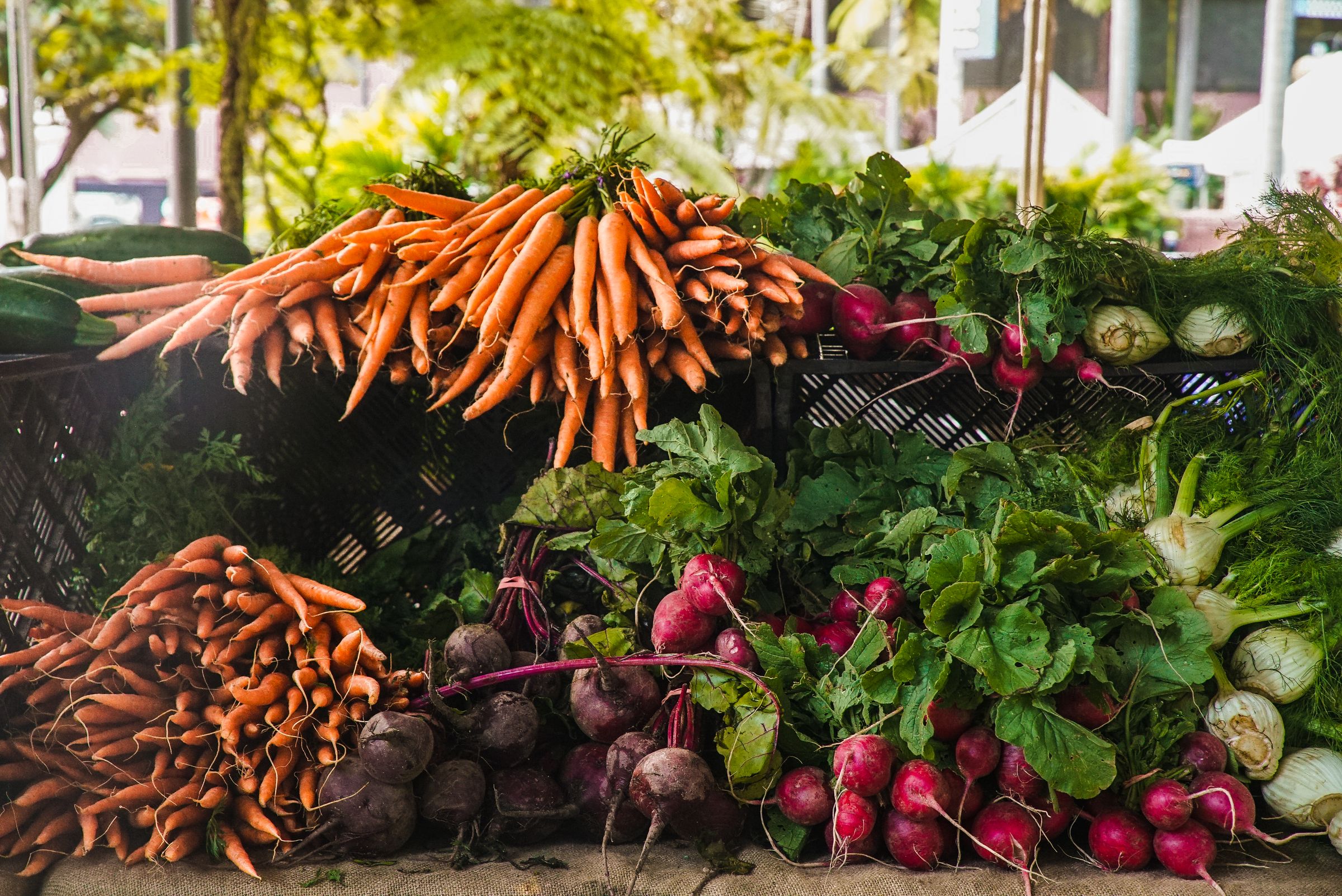 An abundant sunlit arrangement of fresh carrots, radishes, leafy greens and seasonal vegetables